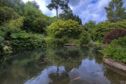 Water Garden Wallpaper