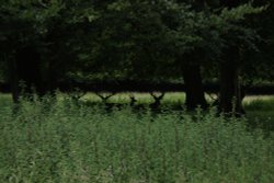 Deer in the woodland Wallpaper