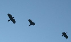 Choughs at Polpeor Cove, The Lizard