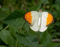 Orangecape Wallpaper