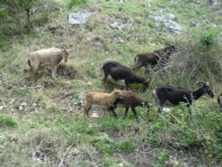Goats around Corfe Castle Wallpaper