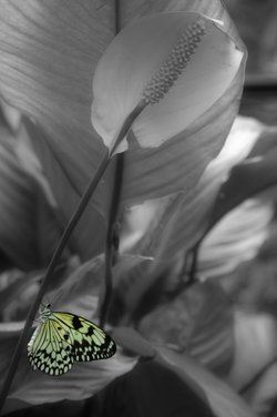 Butterfly at Butterley Reservoir