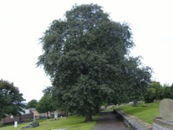 The big tree (Elswick Cemetery) Wallpaper