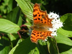 Eastcote Village Wallpaper