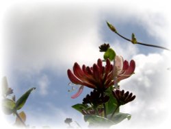 Flowers in my garden