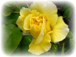 Flowers in my garden
