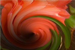 Flowers in my garden Wallpaper