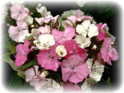 Flowers in my garden