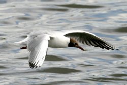 Mature Black Headed Gull. Wallpaper