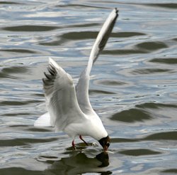 Mature Black Headed Gull. Wallpaper