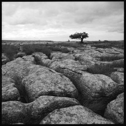 Clints and Grikes Wallpaper