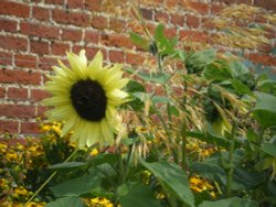 Wimpole Hall