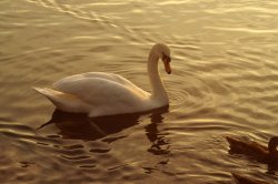 Swan in evening light. Valentines Park.