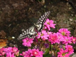 The Butterfly House at Blenheim Wallpaper