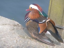 On the Towpath at Henley
