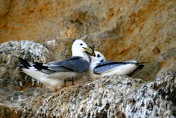Kittiwakes. An adult Kittiwake returns to the nest with food for its chick. Wallpaper