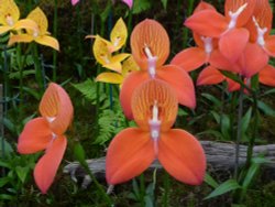 Hampton Court Flower Show Wallpaper