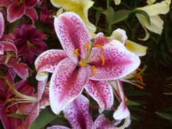 Hampton Court Flower Show Wallpaper