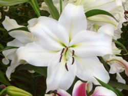 Hampton Court Flower Show Wallpaper