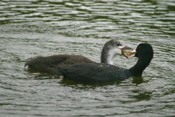 A pair of Coots. Wallpaper