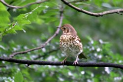 Song Thrush. Wallpaper