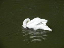 Swan on the Canal at Tring