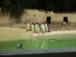 Penguins at Twycross Zoo Wallpaper