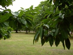 Shades of Green Wallpaper