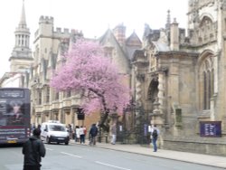 Oxford Wallpaper