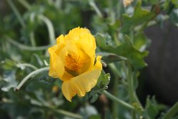 A view of Aldeburgh Wallpaper