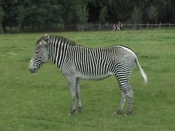 Zebra