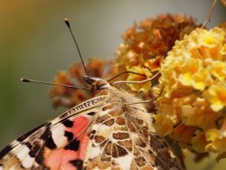 Painted Lady butterfly, Steeple Claydon, Buckinghamshire Wallpaper
