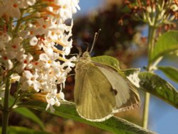 Cabbage White butterfly, Steeple Claydon, Bucks Wallpaper