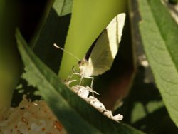 Cabbage White butterfly, Steeple Claydon, Bucks Wallpaper