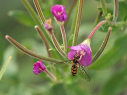 Hoverfly, Steeple Claydon, Bucks Wallpaper