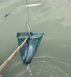 A Crab is caught.