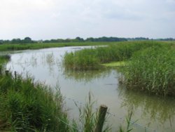 Part of Blythburgh Marshes.