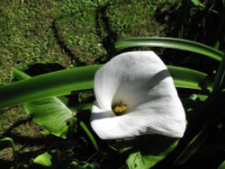 Lilly by the Pond. Wallpaper