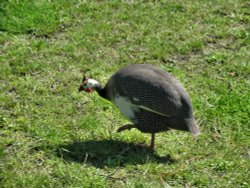Guinea Fowl in the Post Office Garden Wallpaper