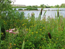 Normanston Park Wallpaper