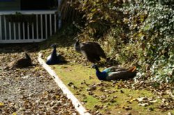 Peacocks at the door. Wallpaper