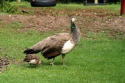 Peahen with chick Wallpaper