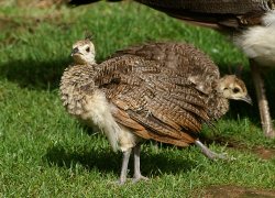 Two young Peacock chicks. Wallpaper