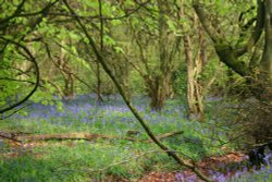 Bluebells-2