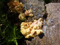 Fungi in Normanston Park
