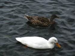 On the River Bure at Coltishall Wallpaper
