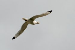 Kittiwake. Wallpaper