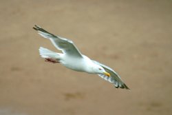 Herring Gull. Wallpaper