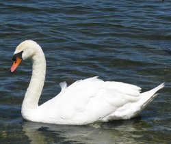 Swan on Whitlingham lake Wallpaper