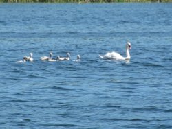 Swan Family on Whitlingham Park lake Wallpaper